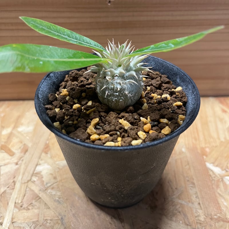 パキポディウム エニグマティクム　赤肌　発根済み パキポディウム エニグマティクム | GREEN LUCK