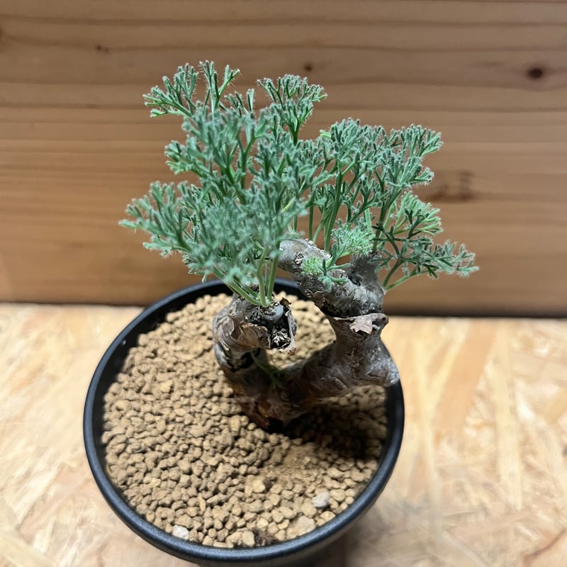 モンソニア ムルチフィダ | GREEN LUCK