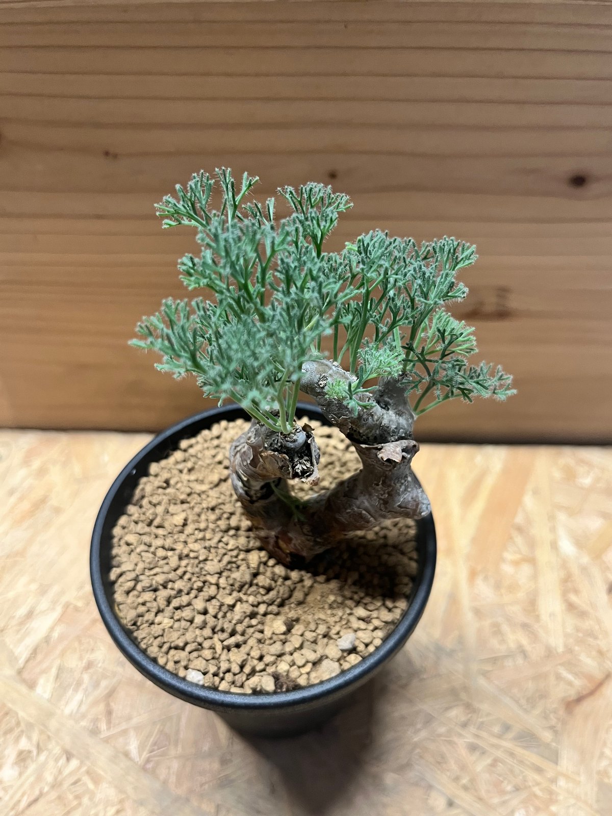 モモイロインコのお昼寝　モンソニア ムルチフィダ　大株 モモイロインコのお昼寝様専用 モンソニア ムルチフィダ 大株