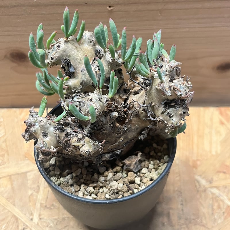 チレコドン レティキュラーツス 万物想 | GREEN LUCK