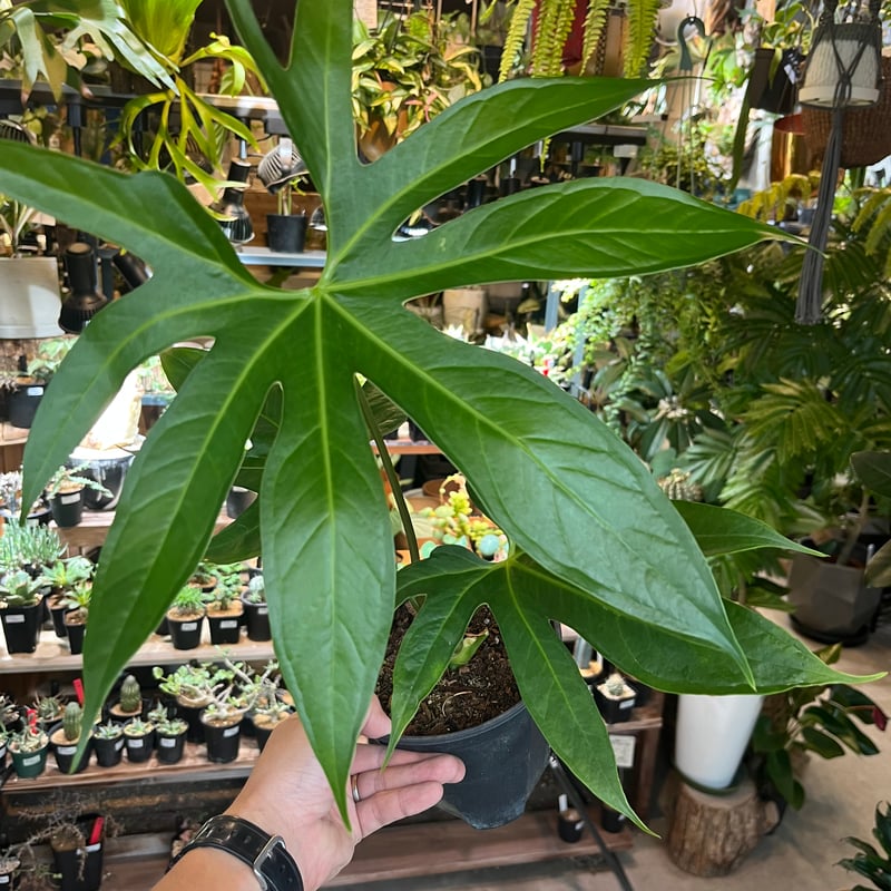 アンスリウム ペダトラディアツム | GREEN LUCK