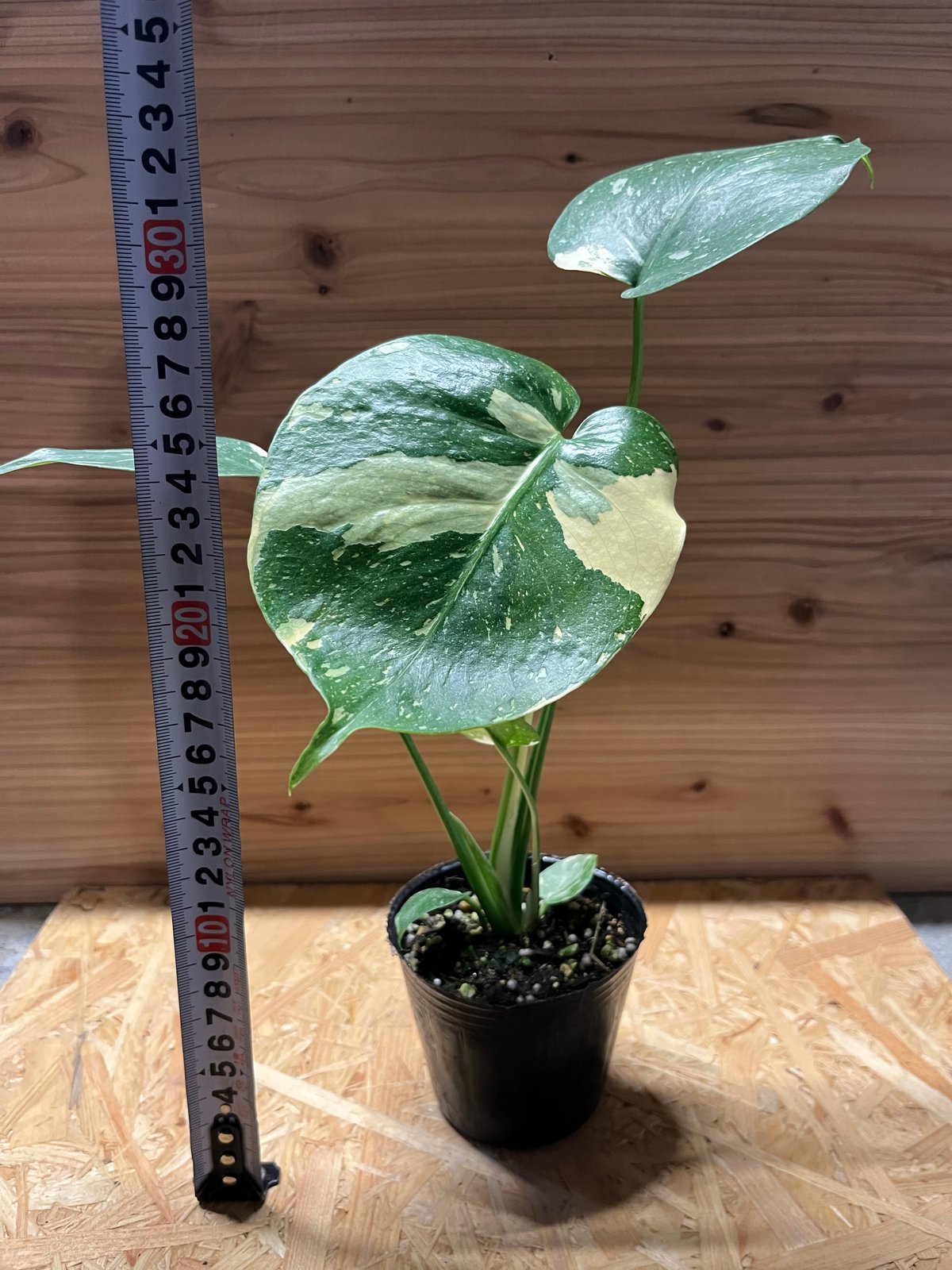 fit=scale-down,w=1200