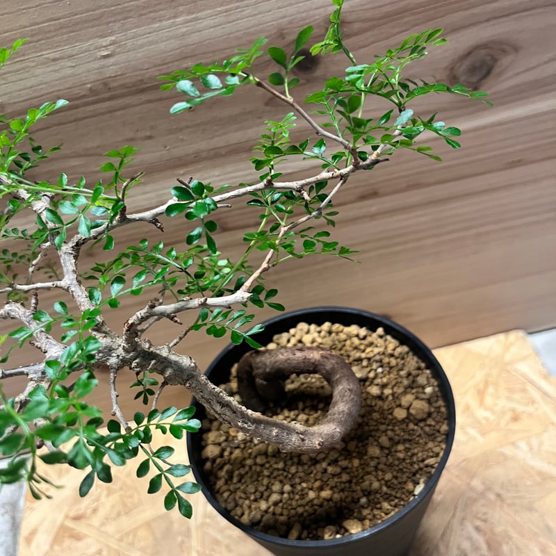 オペルクリカリア パキプス | GREEN LUCK