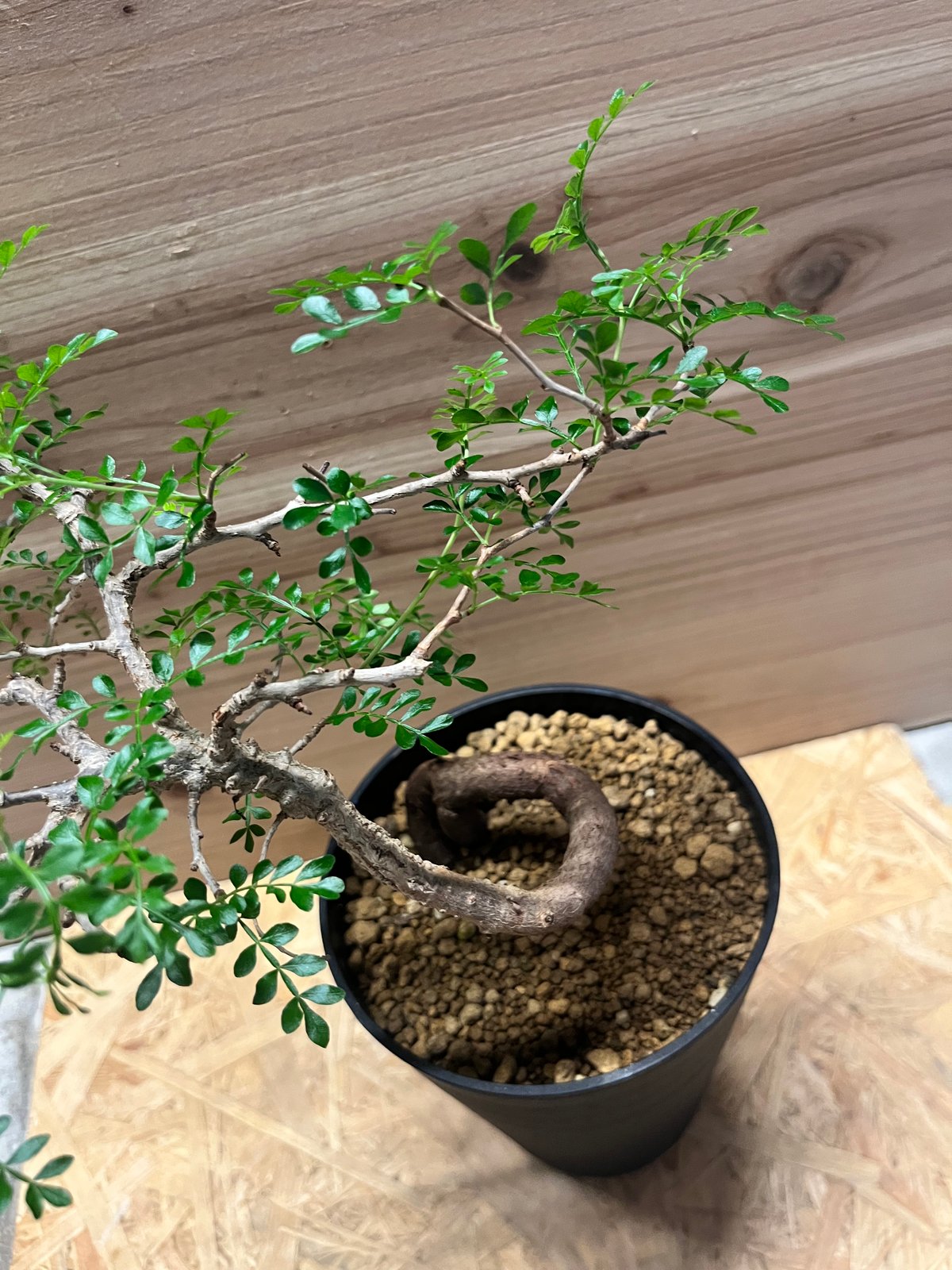 オペルクリカリア パキプス | GREEN LUCK