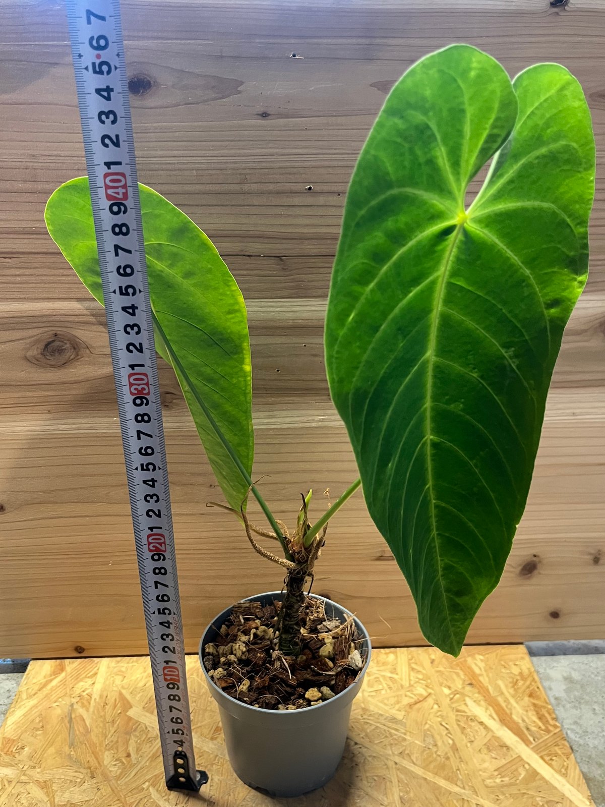 186 queremalense クエレマレンセ　アンスリウム fit=scale-down,w=1200