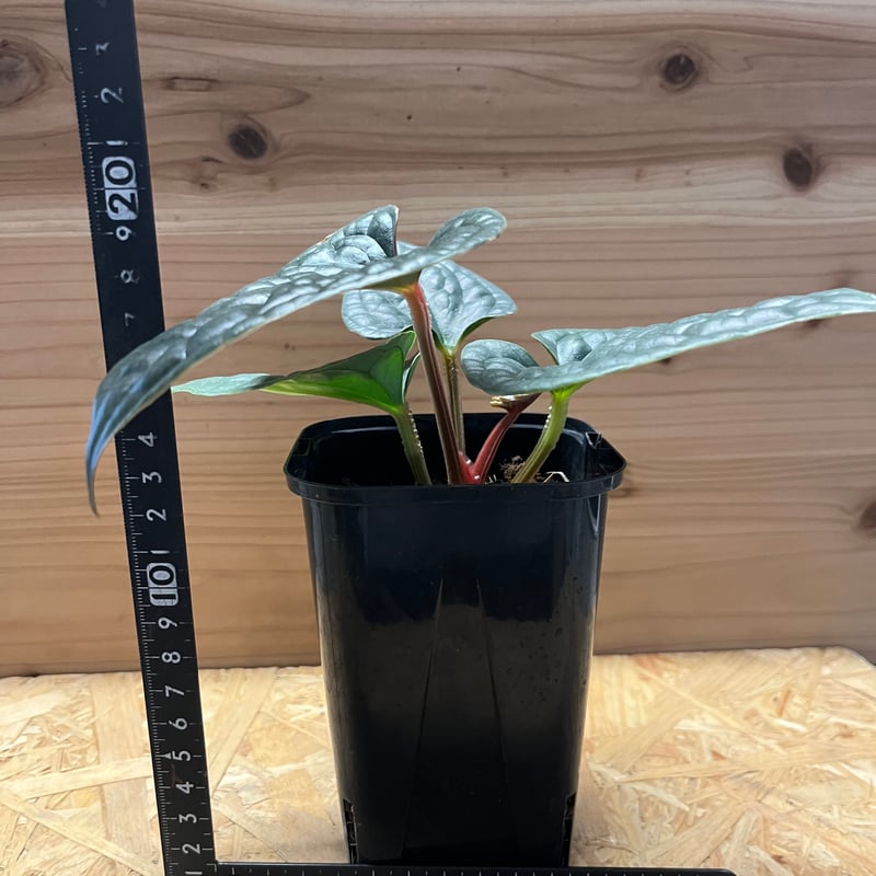 アンスリウム ルクスリアンス | GREEN LUCK