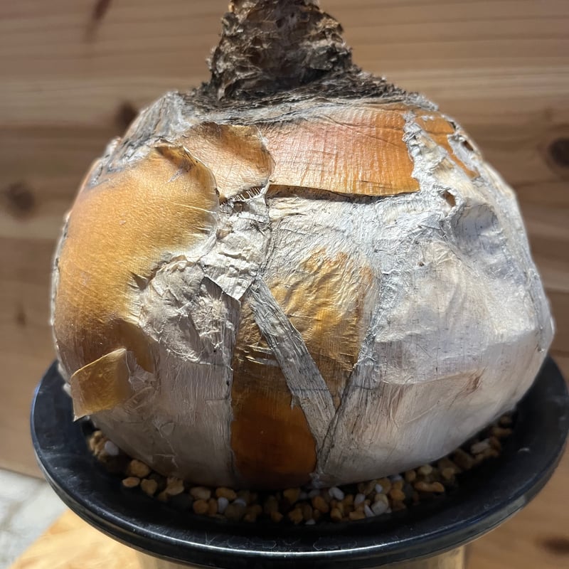 ブーファン ハエマンソイデス | GREEN LUCK