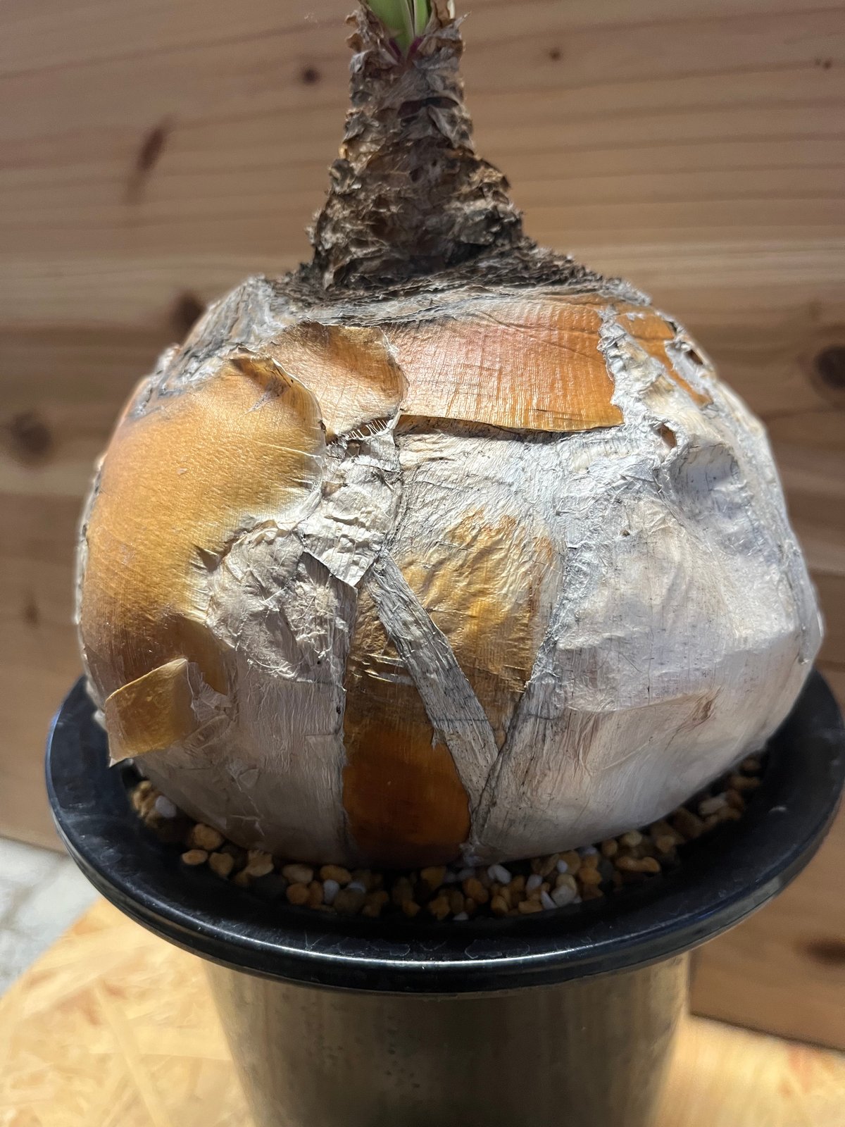 テ*氏様 ブーファン ハエマンソイデス ブーファン・ハエマンソイデス(Boophane haemanthoides) No