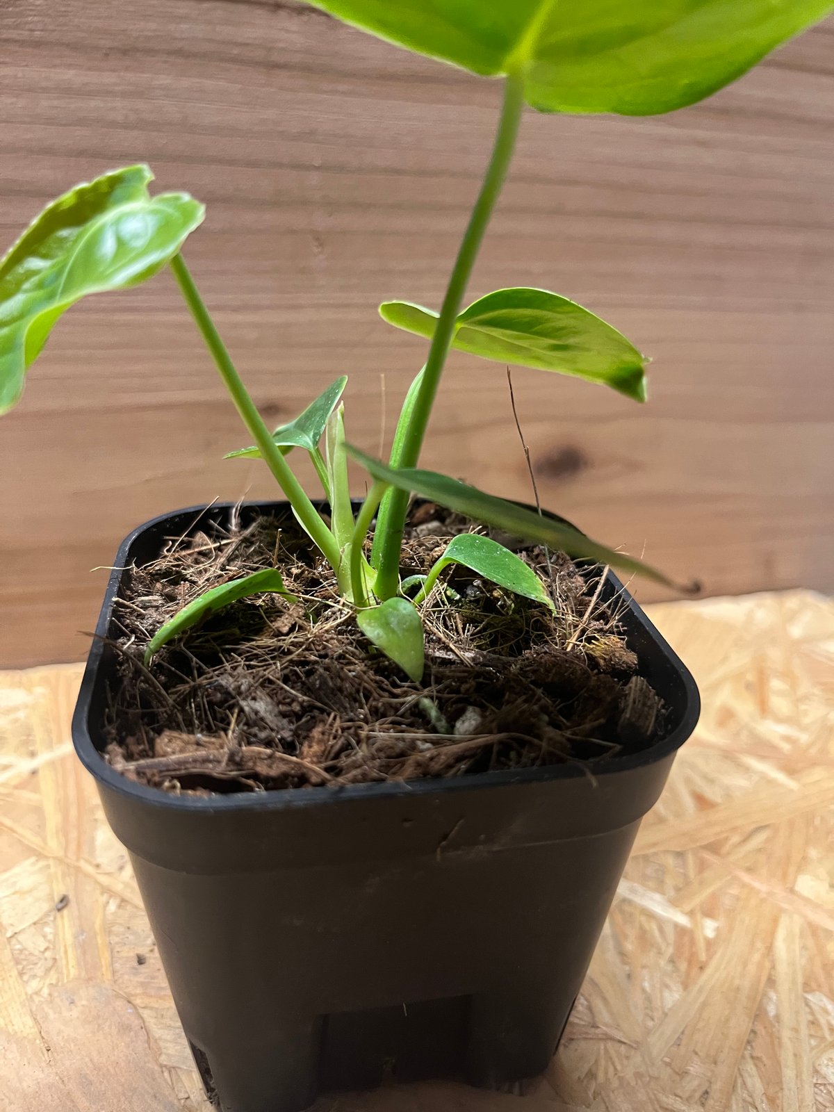 KQセット】アンスリウム ベイチー ＆ ワロクアーナム No4 KQセット