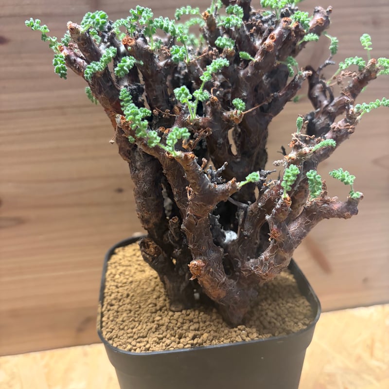 ペラルゴニウム アルテルナンス | GREEN LUCK