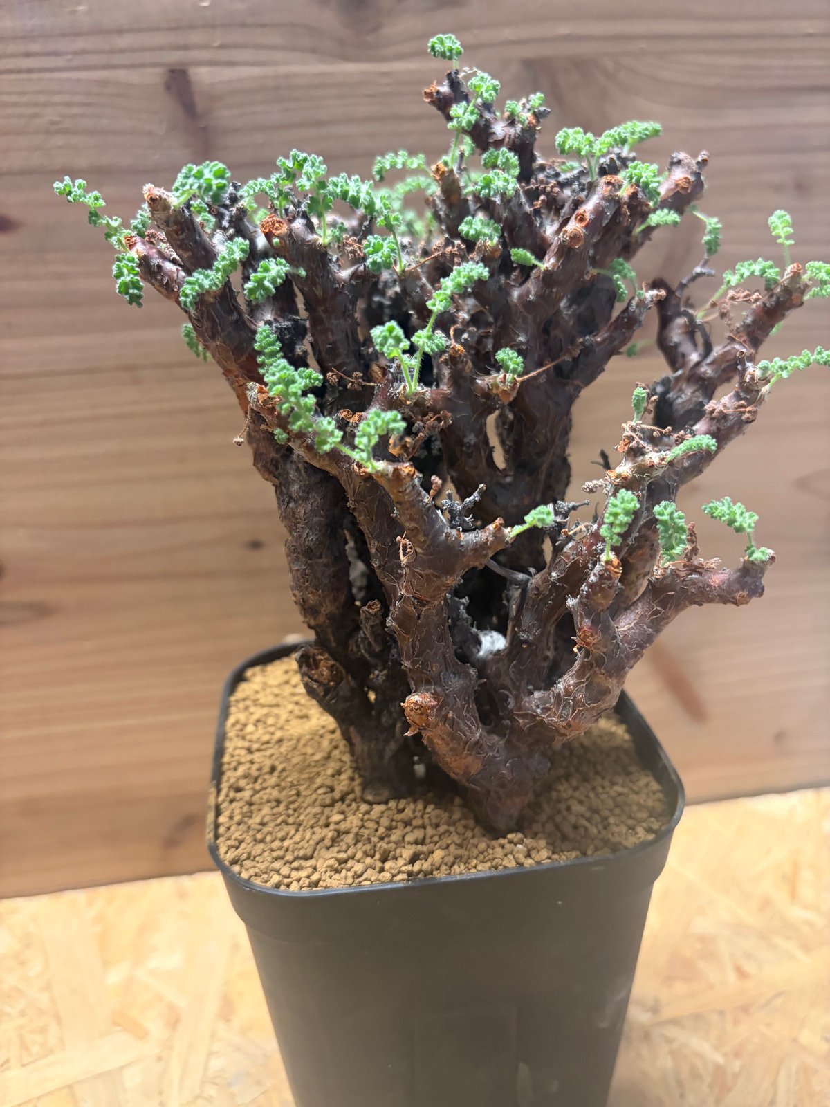 ペラルゴニウム アルテルナンス | GREEN LUCK