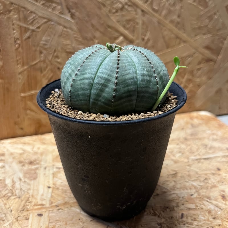 ユーフォルビア オベサ | GREEN LUCK