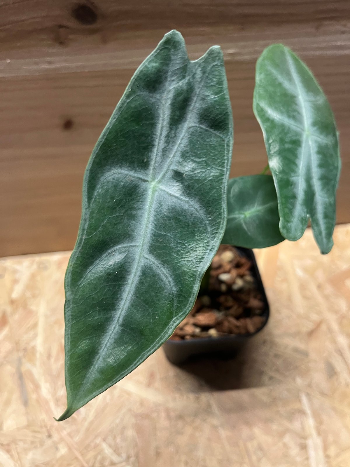 アロカシア ロンギロバシルバー | GREEN LUCK アロカシア ロンギロバシルバー | GREEN LUCK