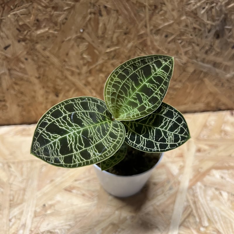 ジュエルオーキッド マコデスペトラ | GREEN LUCK