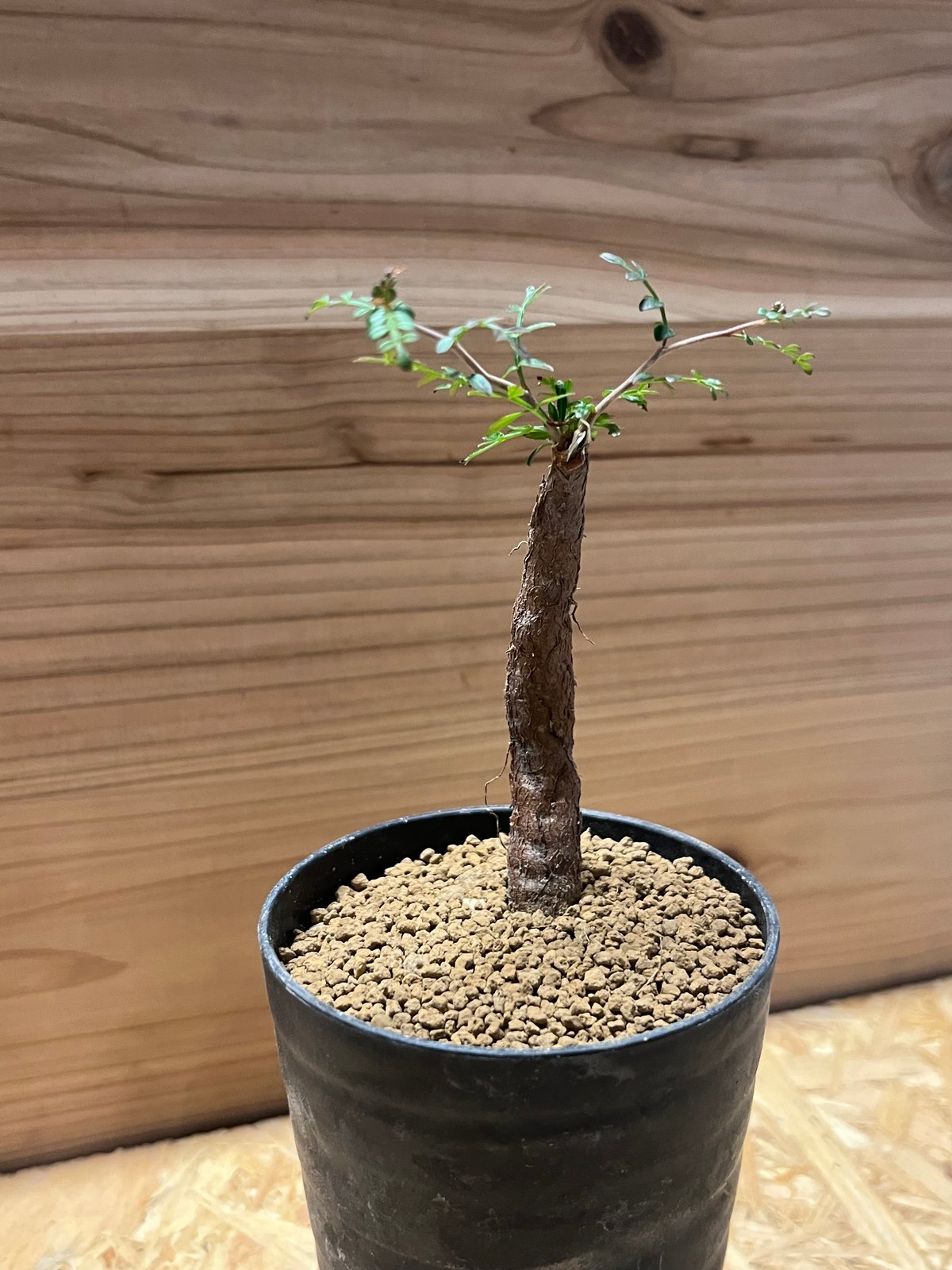 根差しパキプス オペルクリカリア パキプス 根差し | GREEN LUCK