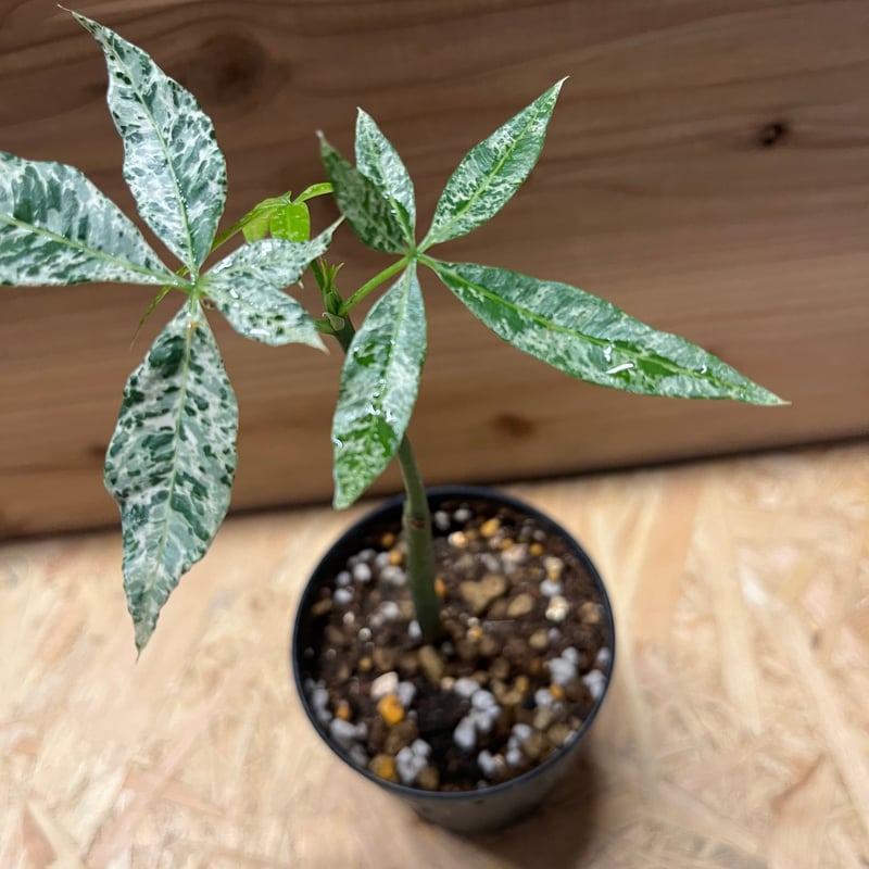 パキラ グラブラ 斑入り 実生 | GREEN LUCK