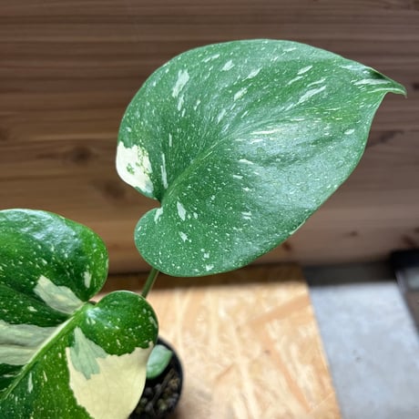 斑入りモンステラ　イエローモンスター