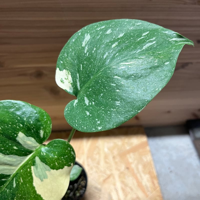 斑入りモンステラ イエローモンスター | GREEN LUCK