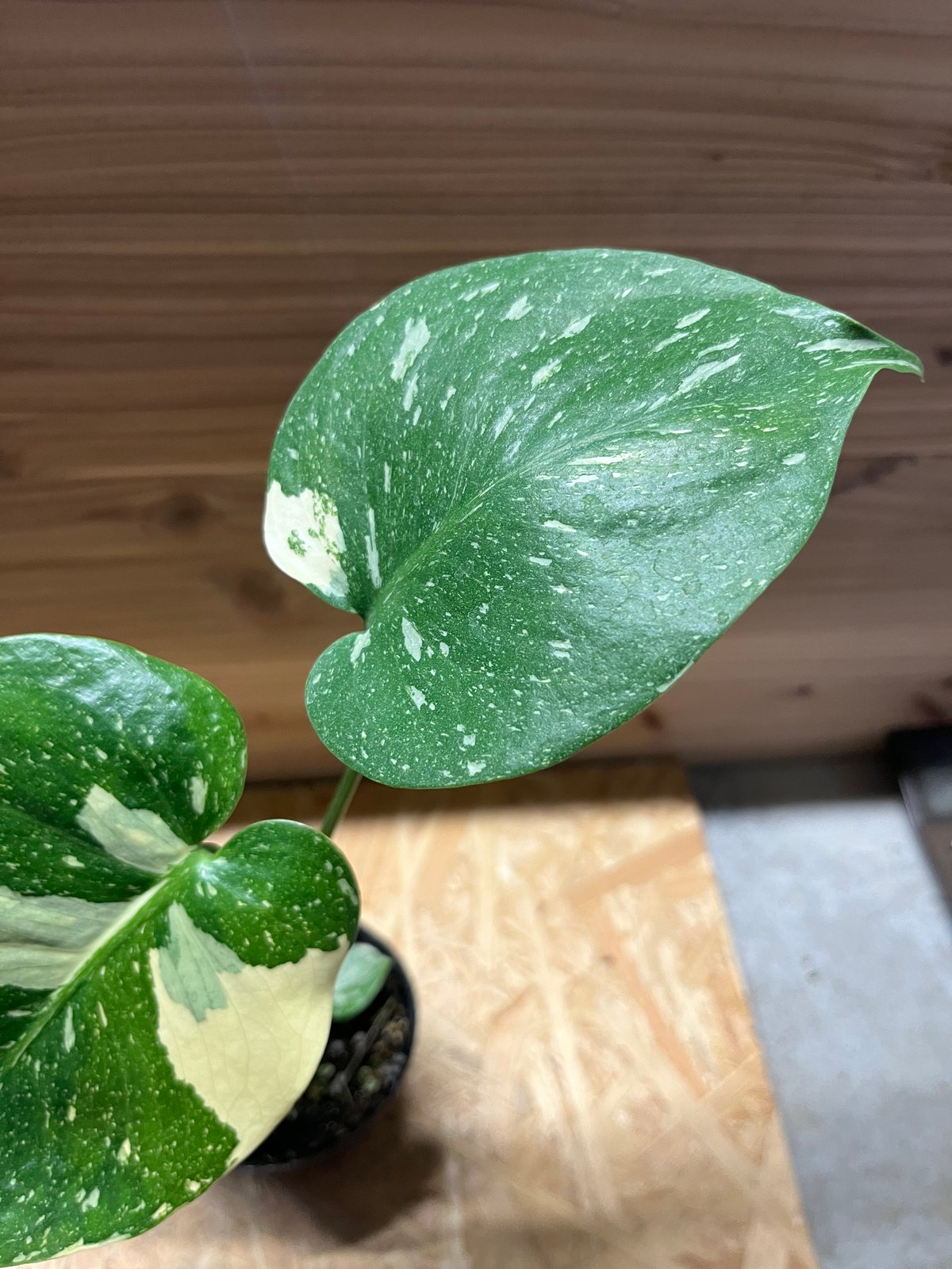 斑入りモンステラ イエローモンスター | GREEN LUCK 斑入りモンステラ イエローモンスター | GREEN LUCK