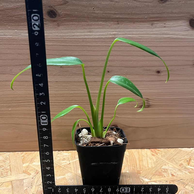 モンステラ ディラセラータ バールマルクスフレーム | GREEN LUCK