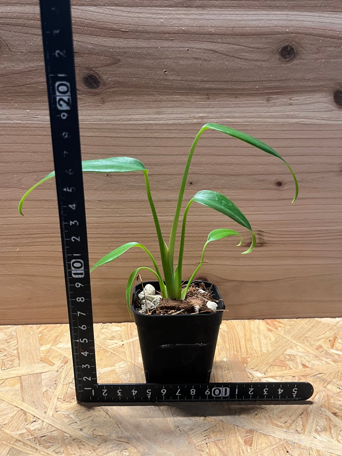 モンステラ ディラセラータ バールマルクスフレーム | GREEN LUCK