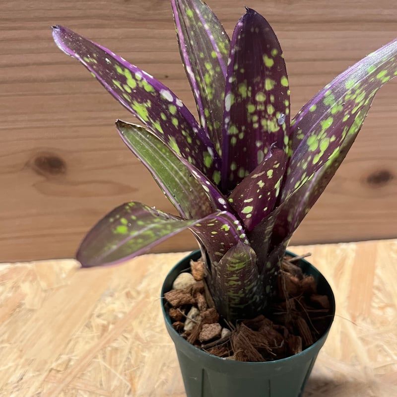 ネオレゲリア オールウェイズ カレン | GREEN LUCK