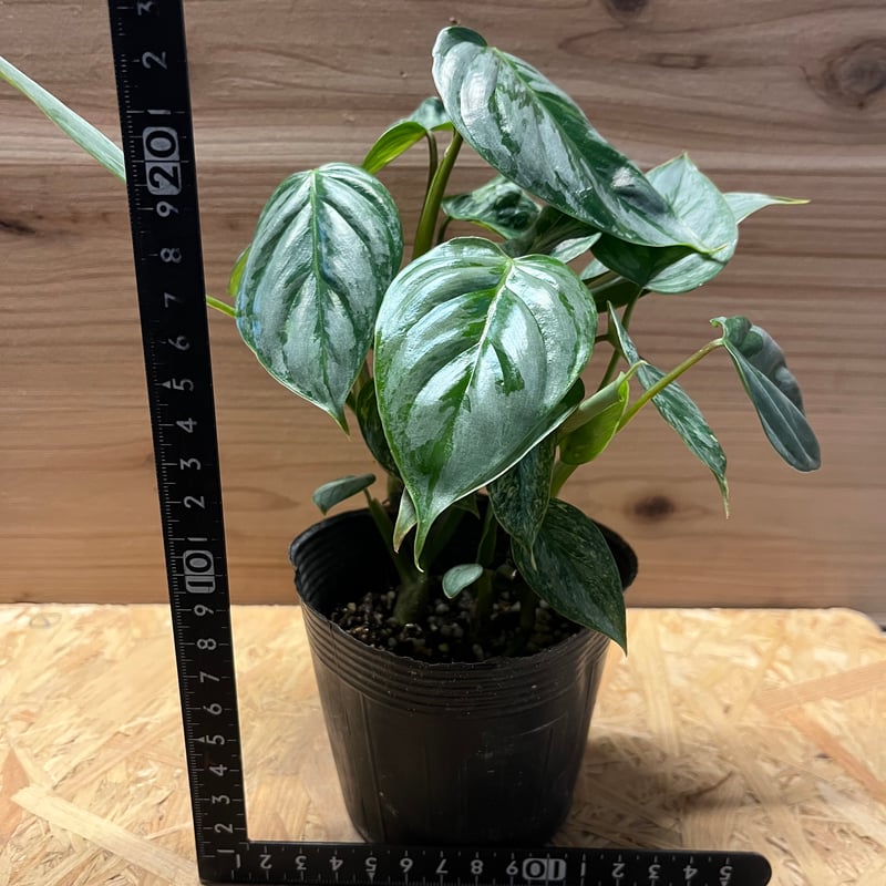 フィロデンドロン ソディロイ バリエガータ | GREEN LUCK