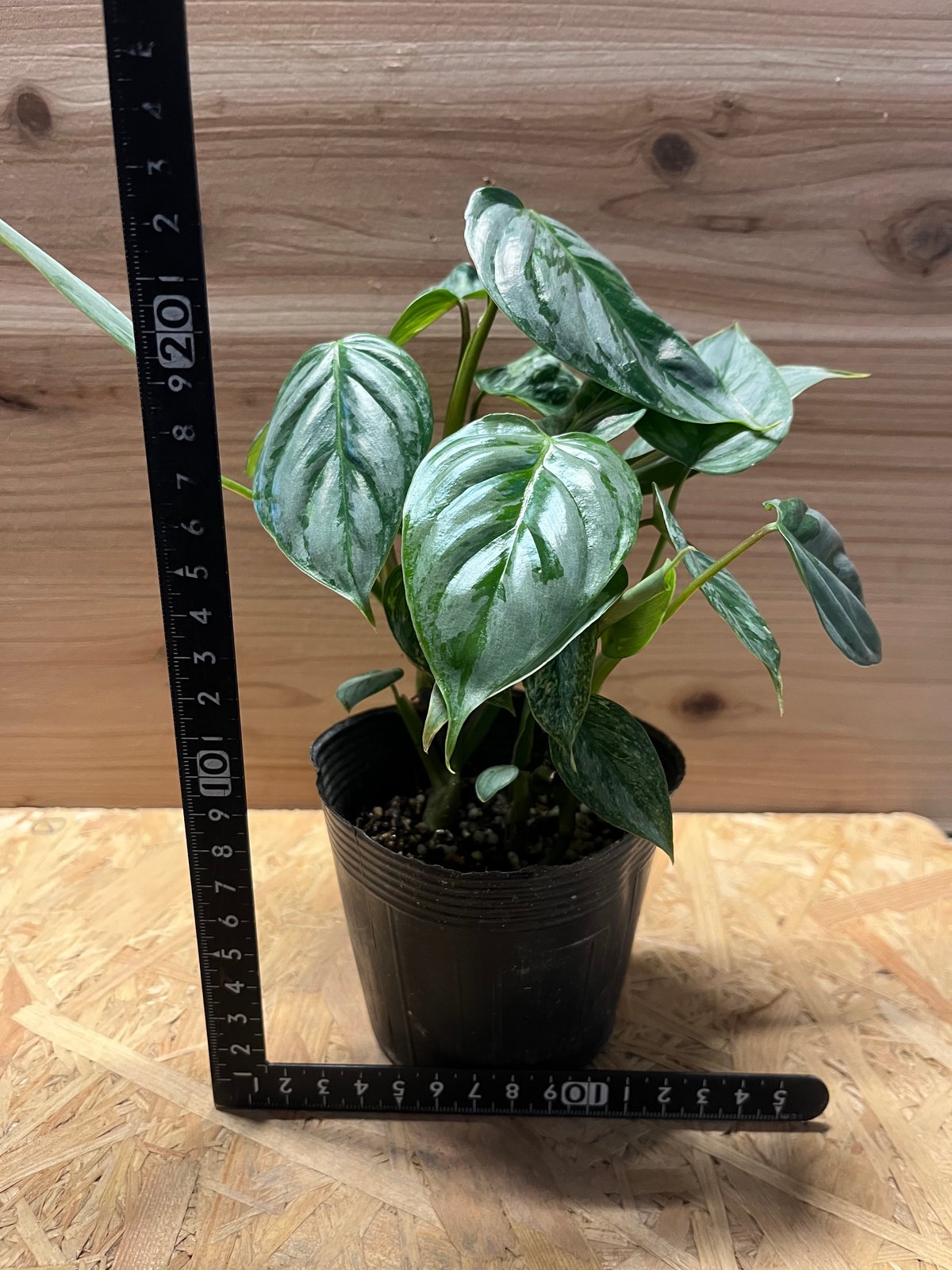 ☆希少☆フィロデンドロン・ タイランドバリエガータ　★鉢まま発送★ フィロデンドロン・ タイランドバリエガータ ☆鉢まま発送