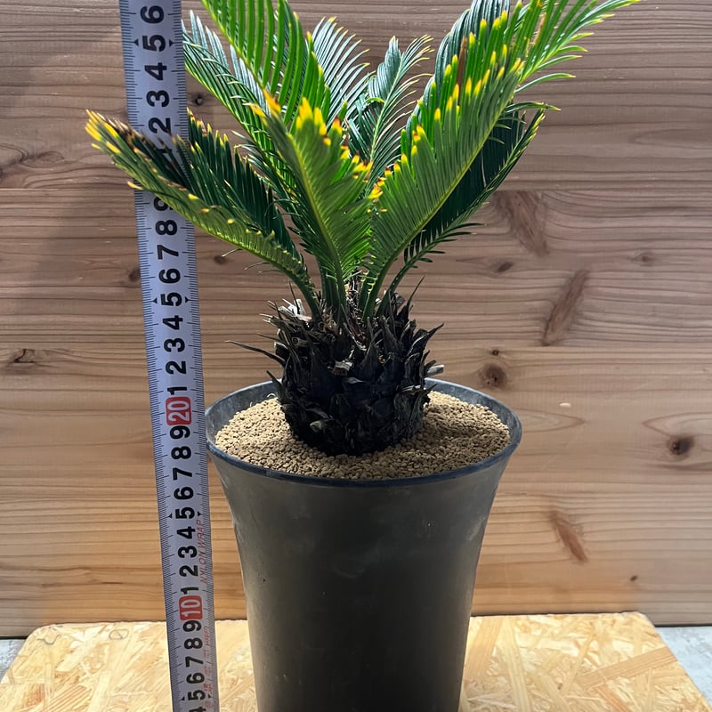 観葉植物 金環ソテツ　７号鉢つき　3株セット❗特別個体❗① おしゃれ 黒 金環 金冠 現品 10号 キンカンソテツ 本物 大型 その他観葉植物