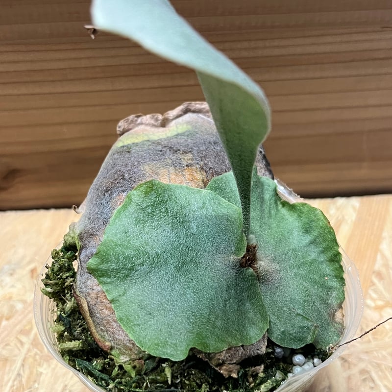 ビカクシダ スノーホワイト | GREEN LUCK