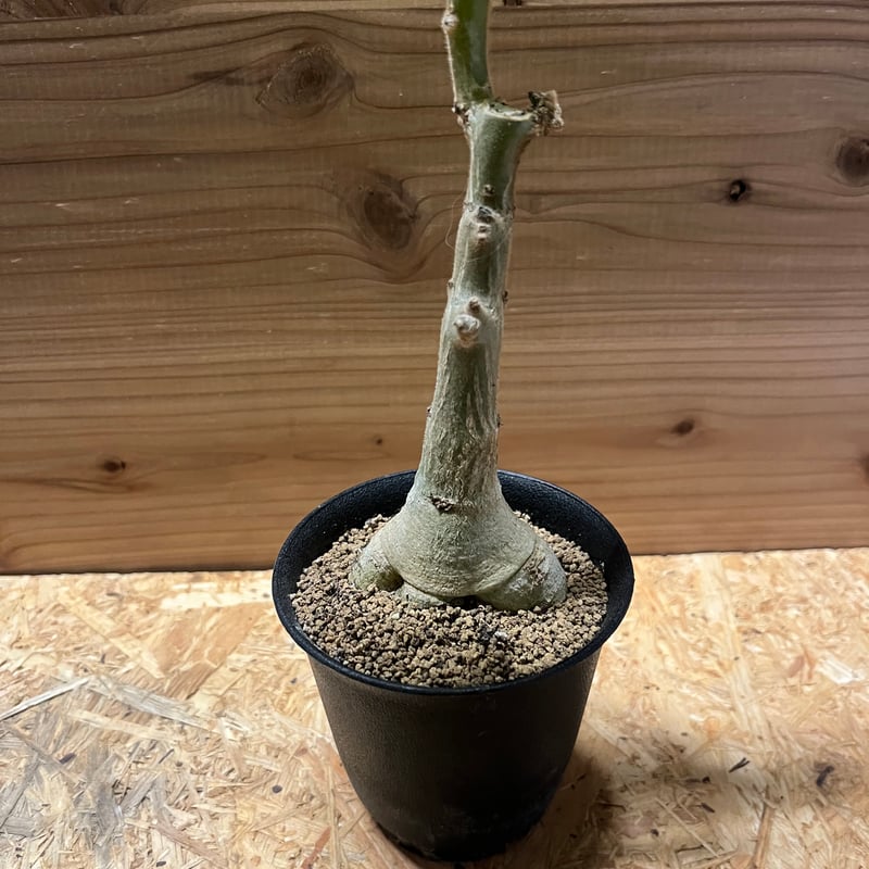 ウンカリーナ グランディディエリ | GREEN LUCK