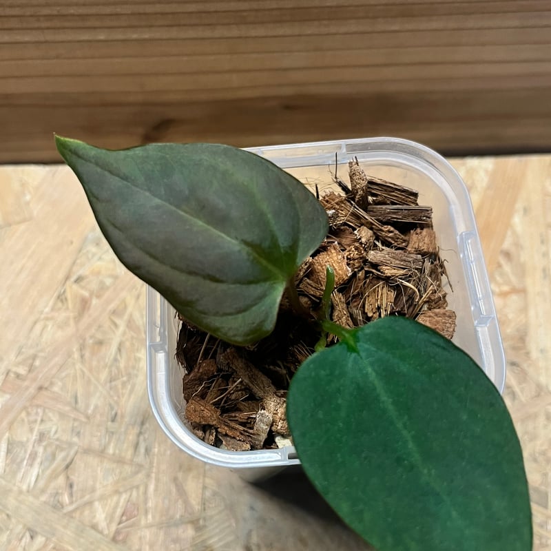 T*m様 アンスリウム　ポーティラエ　NSE T*m様 アンスリウム ポーティラエ NSE アンスリウム ポーティラエ NSE