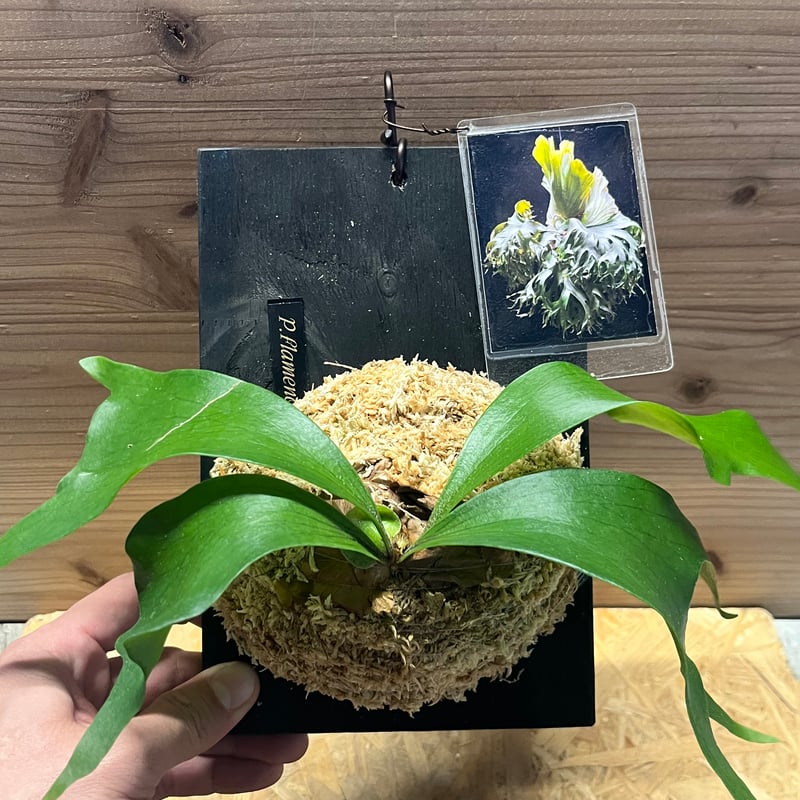 ビカクシダ 'フラメンコ' | GREEN LUCK