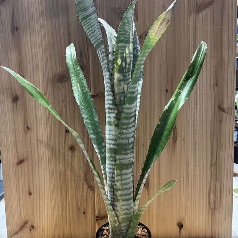 ビルベルギア パイプライン | GREEN LUCK