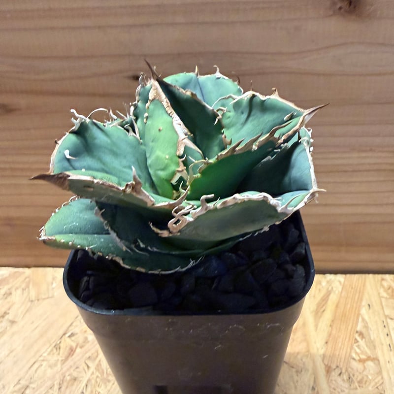 超本命株】【現物出品】 1241アガベ チタノタ 蚩尤 希少【匿名配送