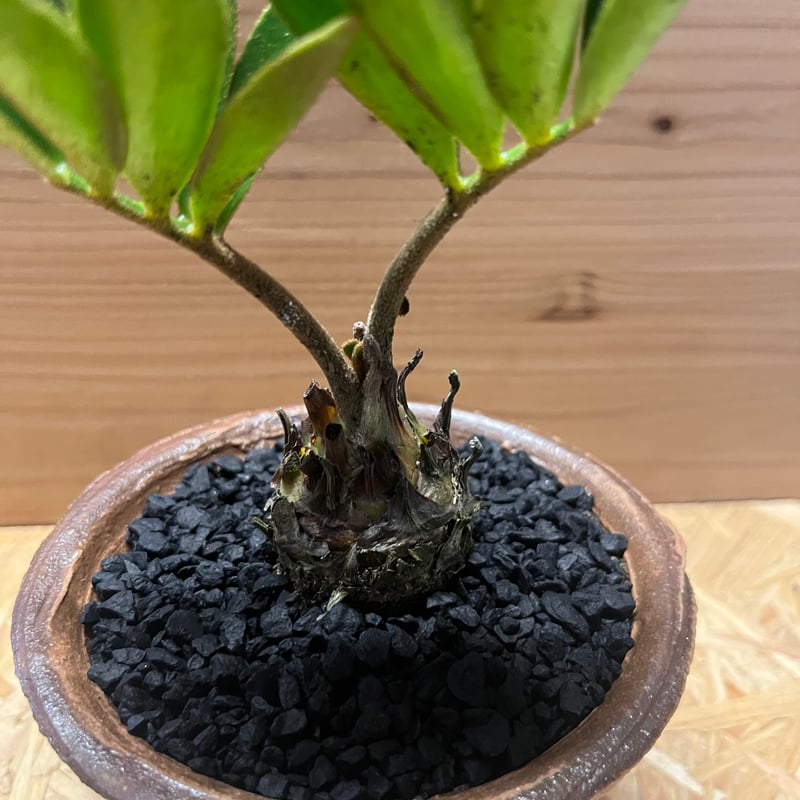 ザミア フルフラセア×土京鉢 | GREEN LUCK