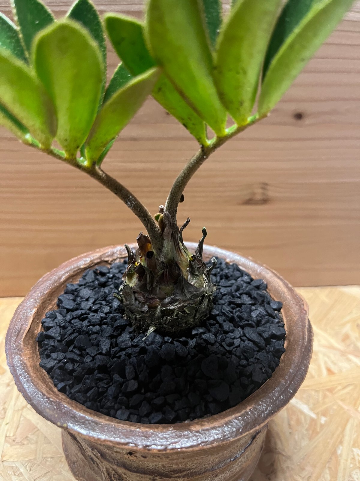 斑入りソテツ　ザミア　メキシコザミア　斑入りザミア ザミア フルフラセア （メキシコソテツ） | retes online shop