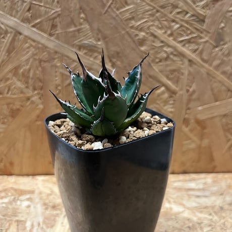 アガベ　ユタエンシス　エボリスピナ陽炎　現地球　ベアルート株 アガベ ユタエンシス エボリスピナ 現地球 陽炎 長棘タイプ アガベ