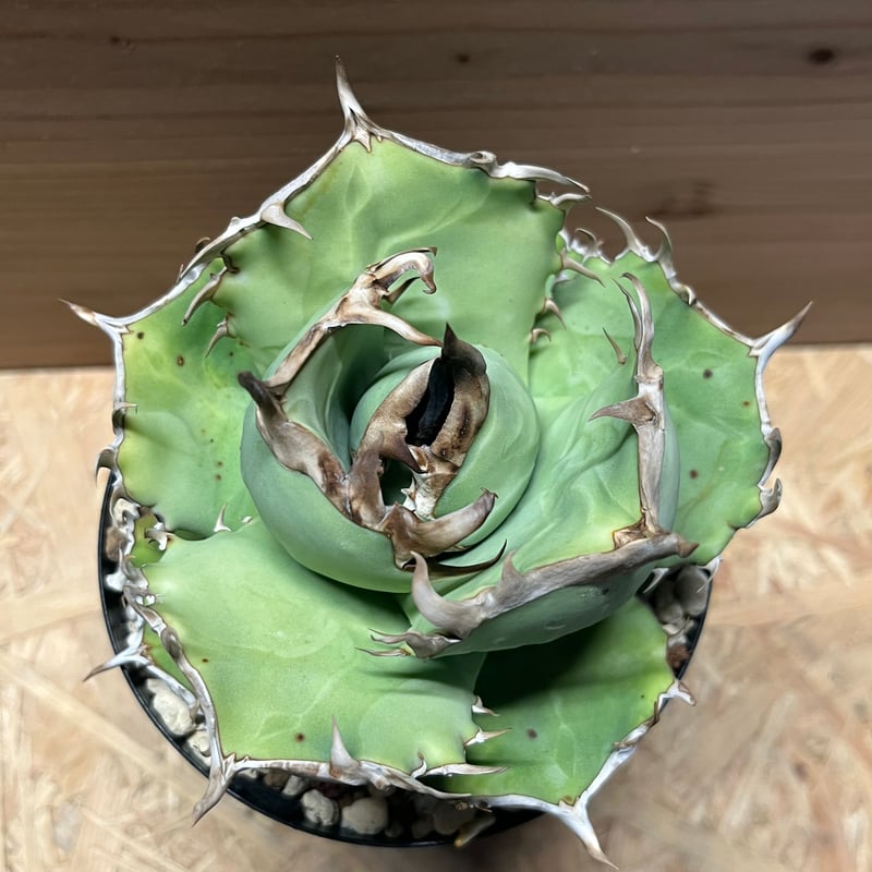 【親株】阿修羅　アガベ　チタノタ　現品 アガベ チタノタ 阿修羅 | GREEN LUCK
