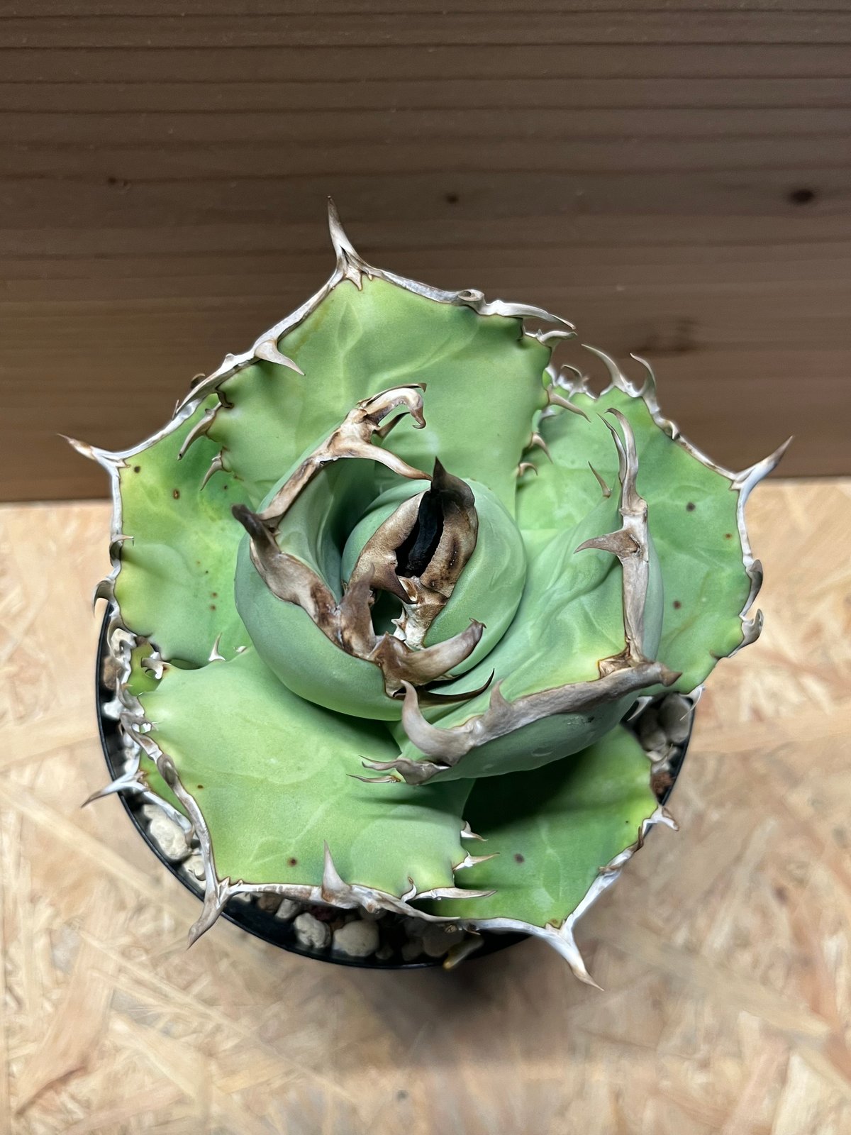 アガベ チタノタ 阿修羅 | GREEN LUCK