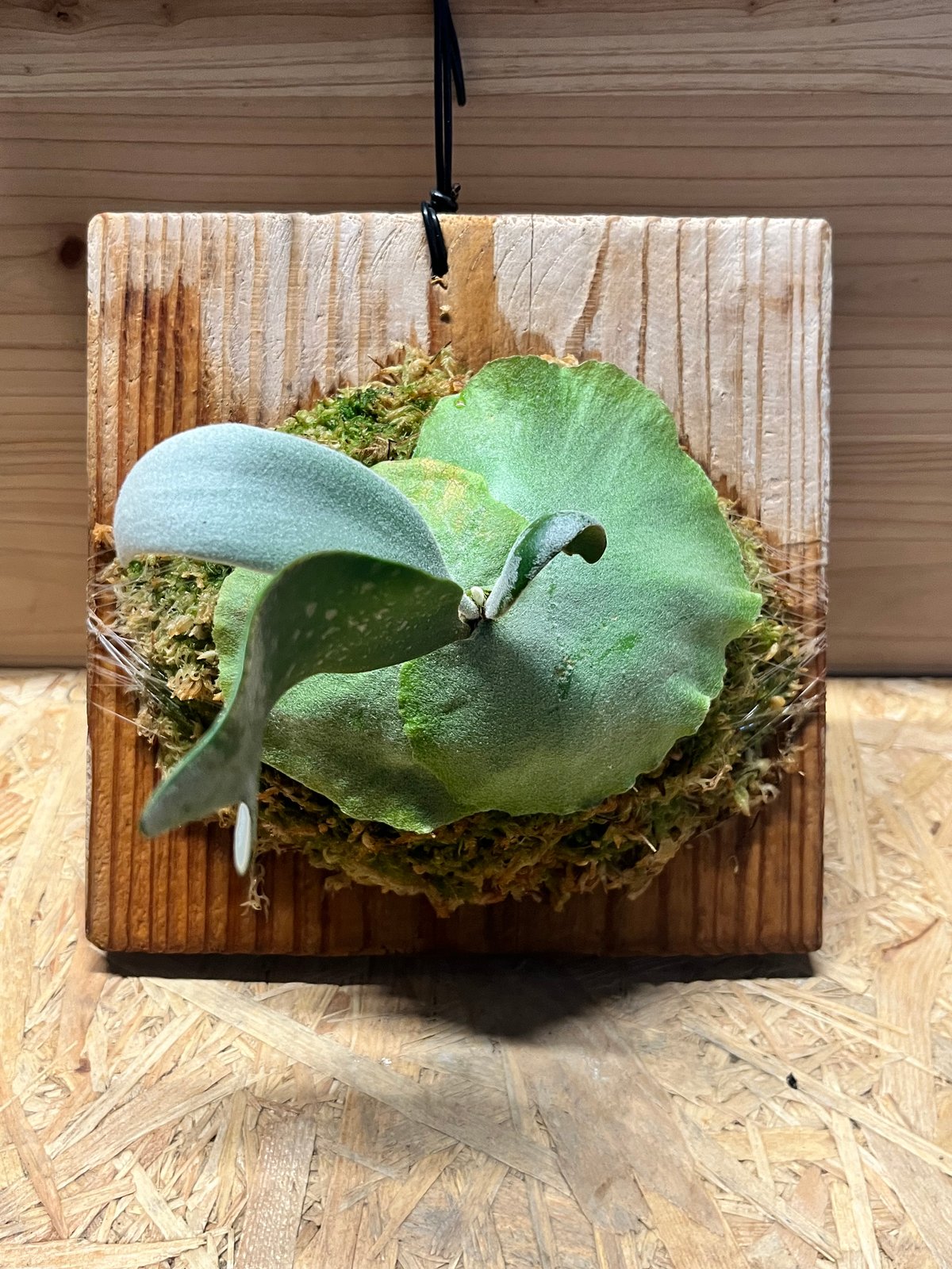 ビカクシダ養成陶板 ビカクシダ ウィリンキー ボゴール スポア ビカクシダ養成陶板 ビカクシダ ウィリンキー ボゴール スポア