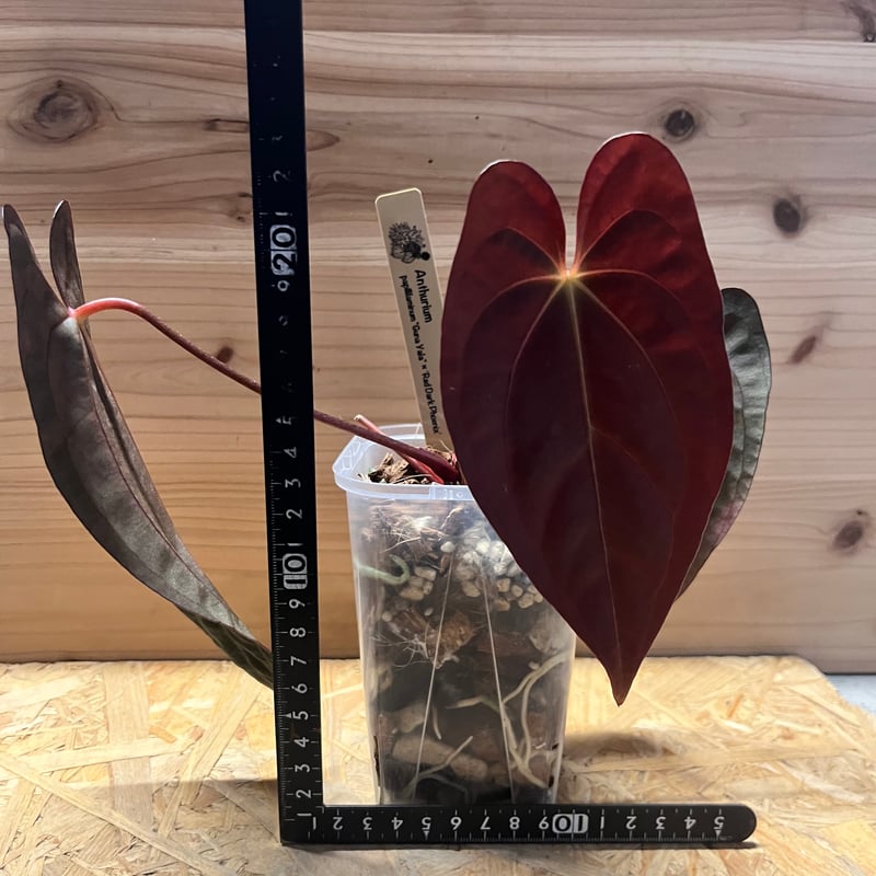 アンスリウム パピリラミナム×レッドダークフェニックス | GREEN LUCK