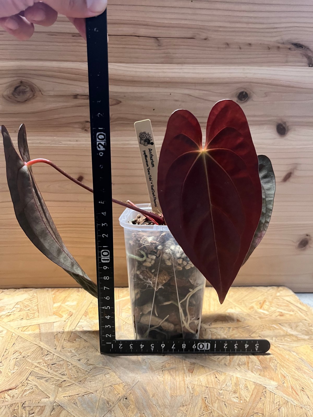 アンスリウム パピリラミナム×レッドダークフェニックス | GREEN LUCK