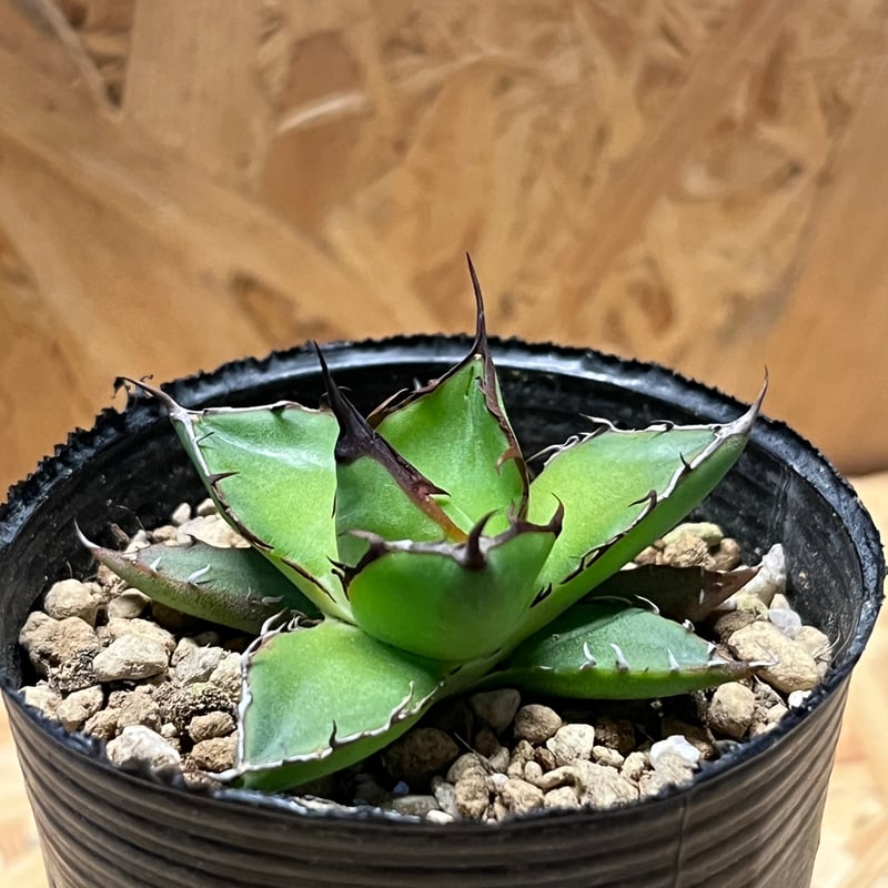 アガベ ホリダ 実生 | GREEN LUCK