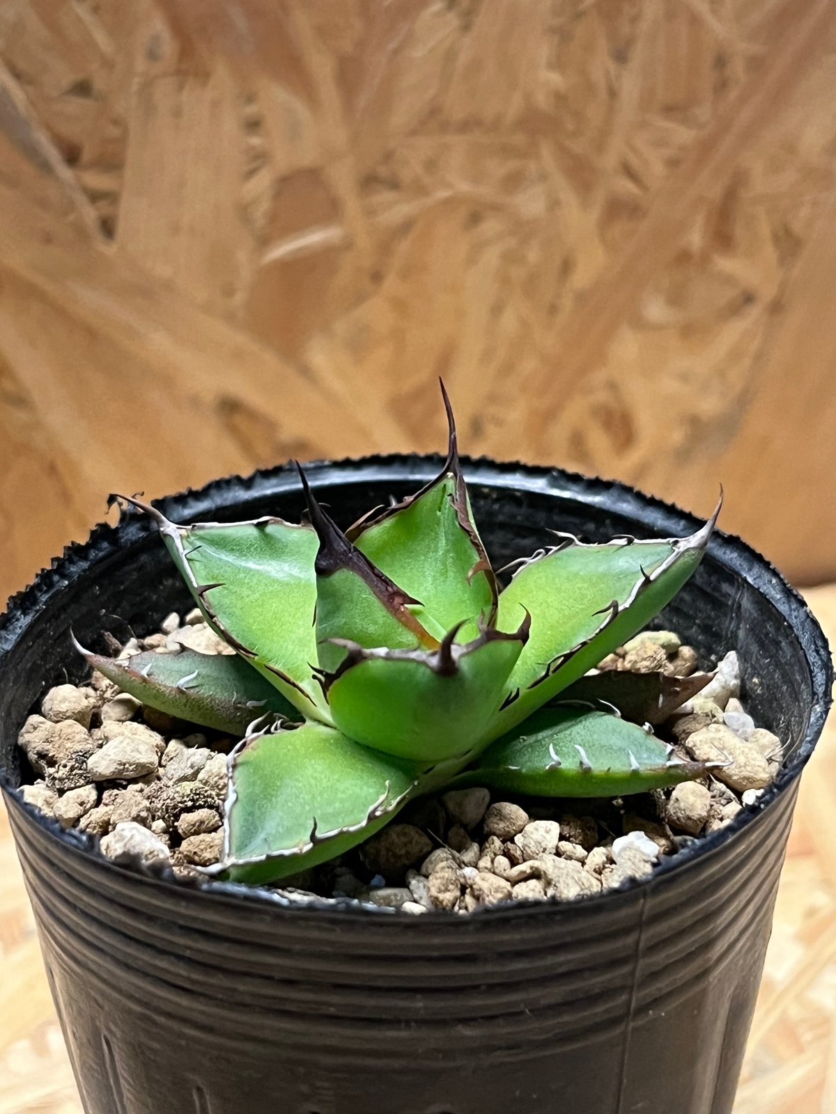 アガベ　ホリダ　実生　まとめ売り アガベ ホリダ 実生 | GREEN LUCK