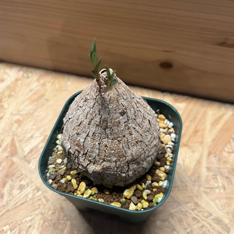 ト*シ様 ユーフォルビア トリカデニアEuphorbiatrichadenia Euphorbia trichadenia