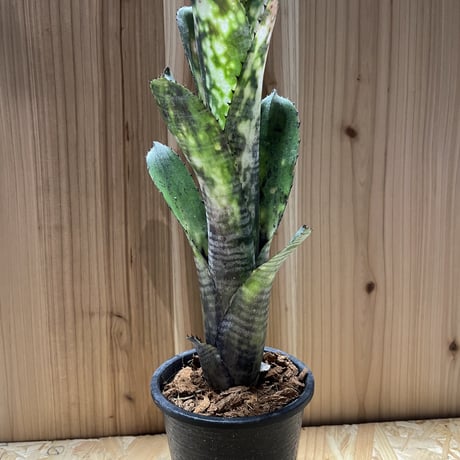 ドミンゴスマルティンス | STORES