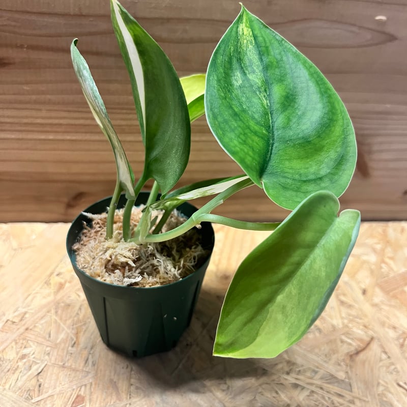 スキンダプサス ジェイドサテン バリエガータ | GREEN LUCK