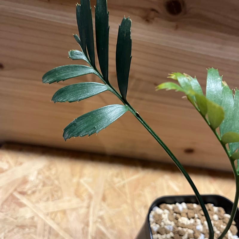 エンセファラルトス ホリダス | GREEN LUCK