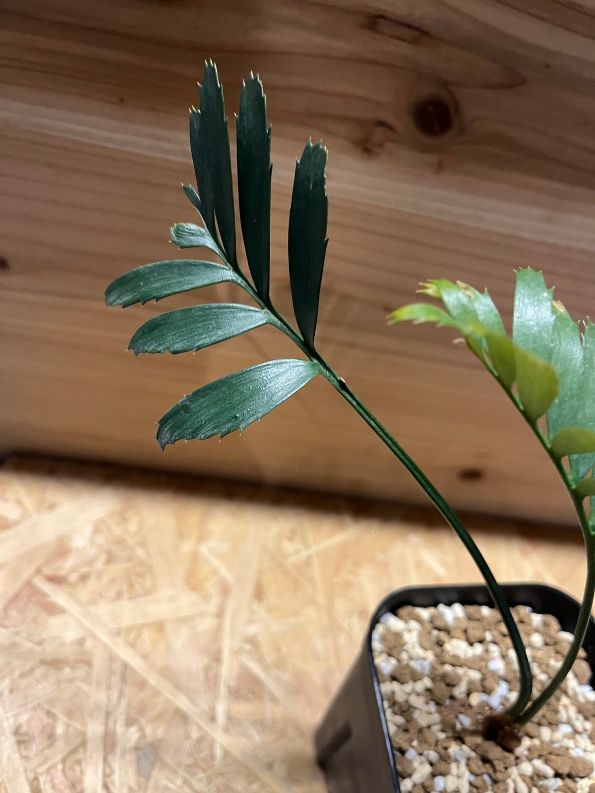 エンセファラルトス ホリダス | GREEN LUCK